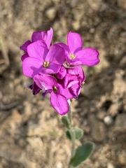 Arabis blepharophylla, photograph author not stated, no rights reserved