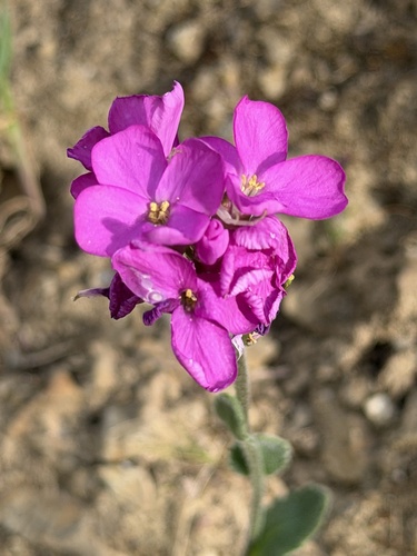Arabis blepharophylla, photograph 6