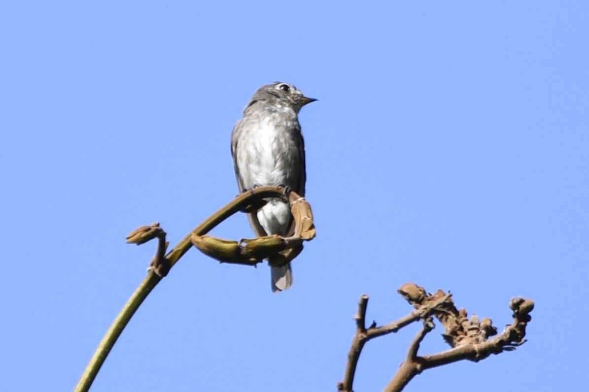 Dark-sided Flycatcher (Muscicapa sibirica), photo 6