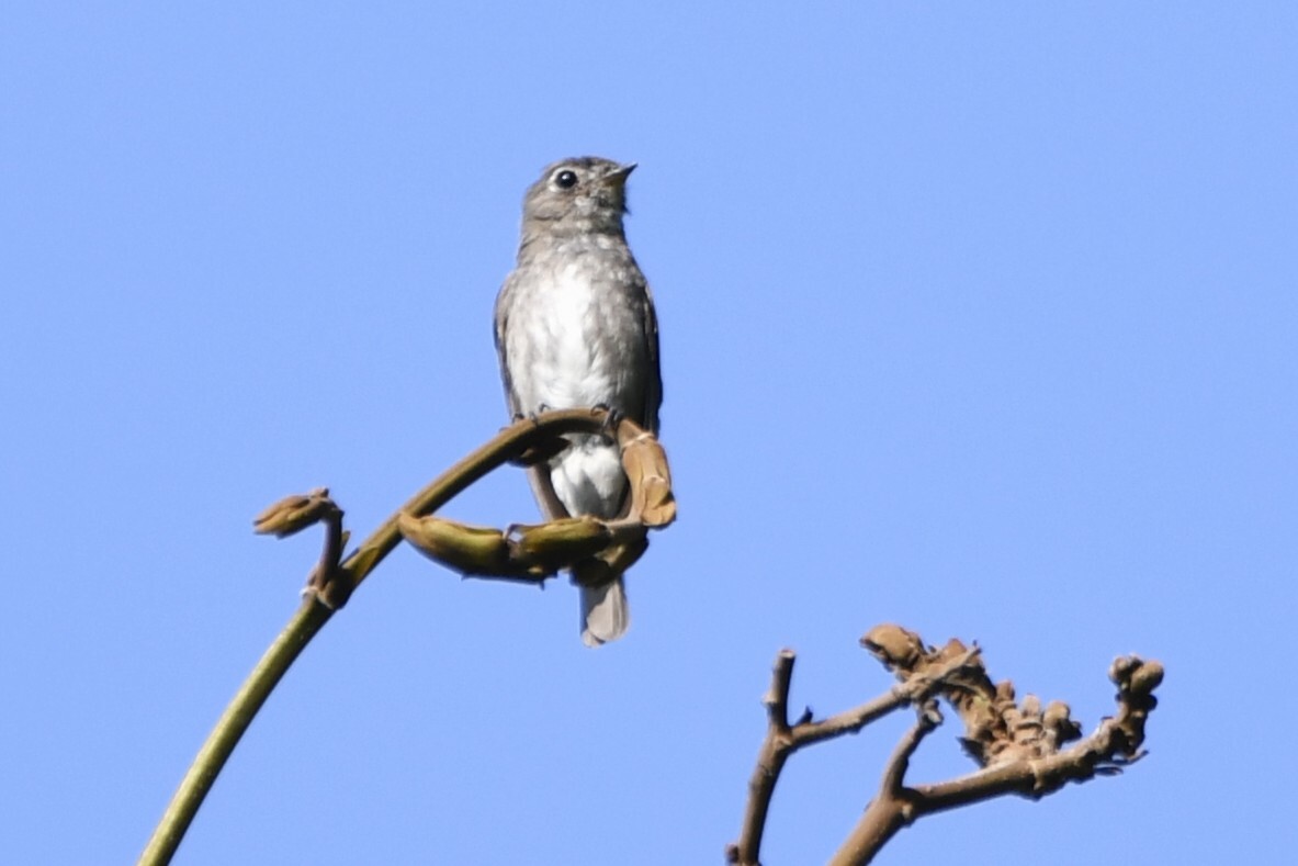Dark-sided Flycatcher (Muscicapa sibirica), photo 5
