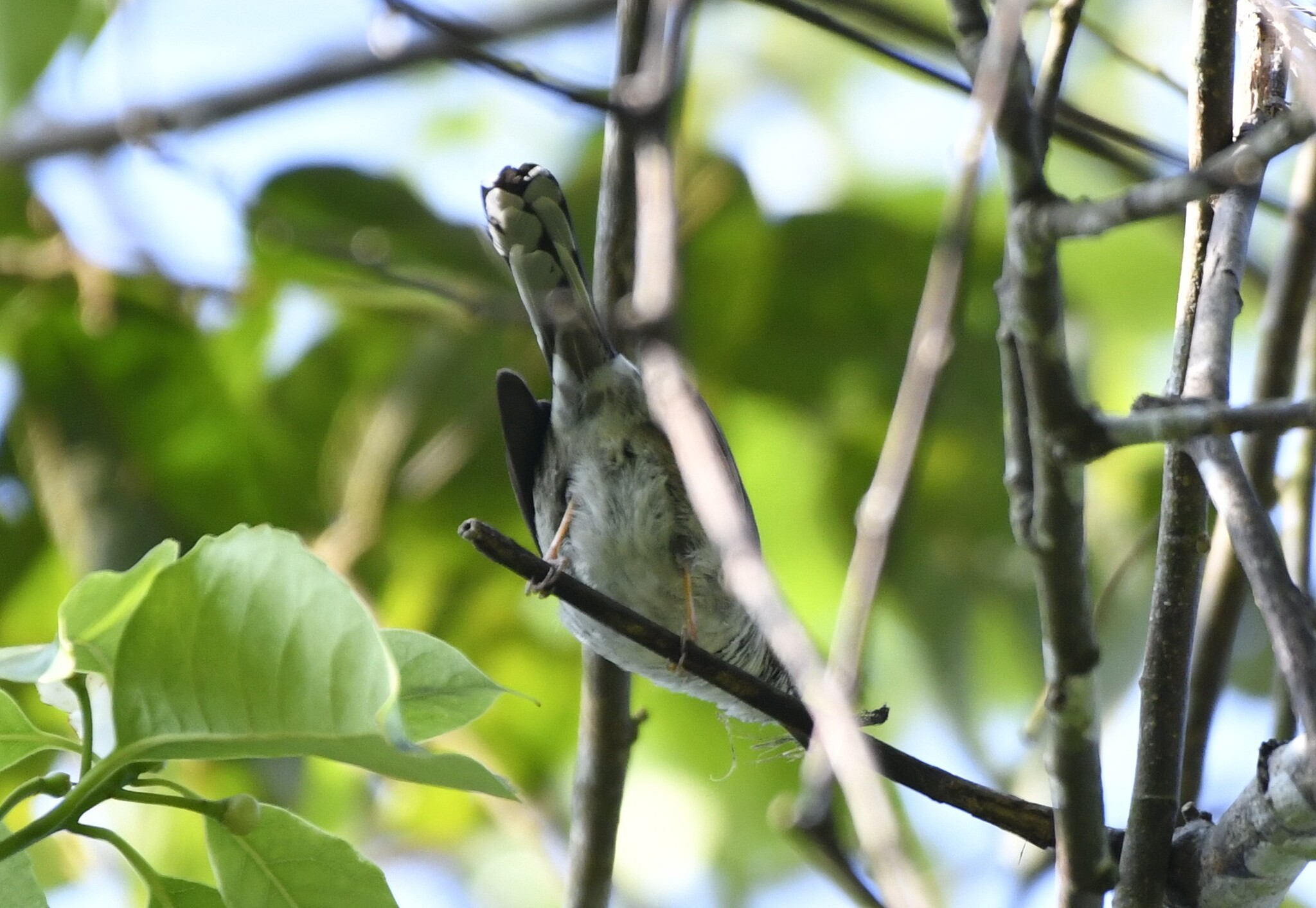 Striated Yuhina (Staphida castaniceps), photo 2