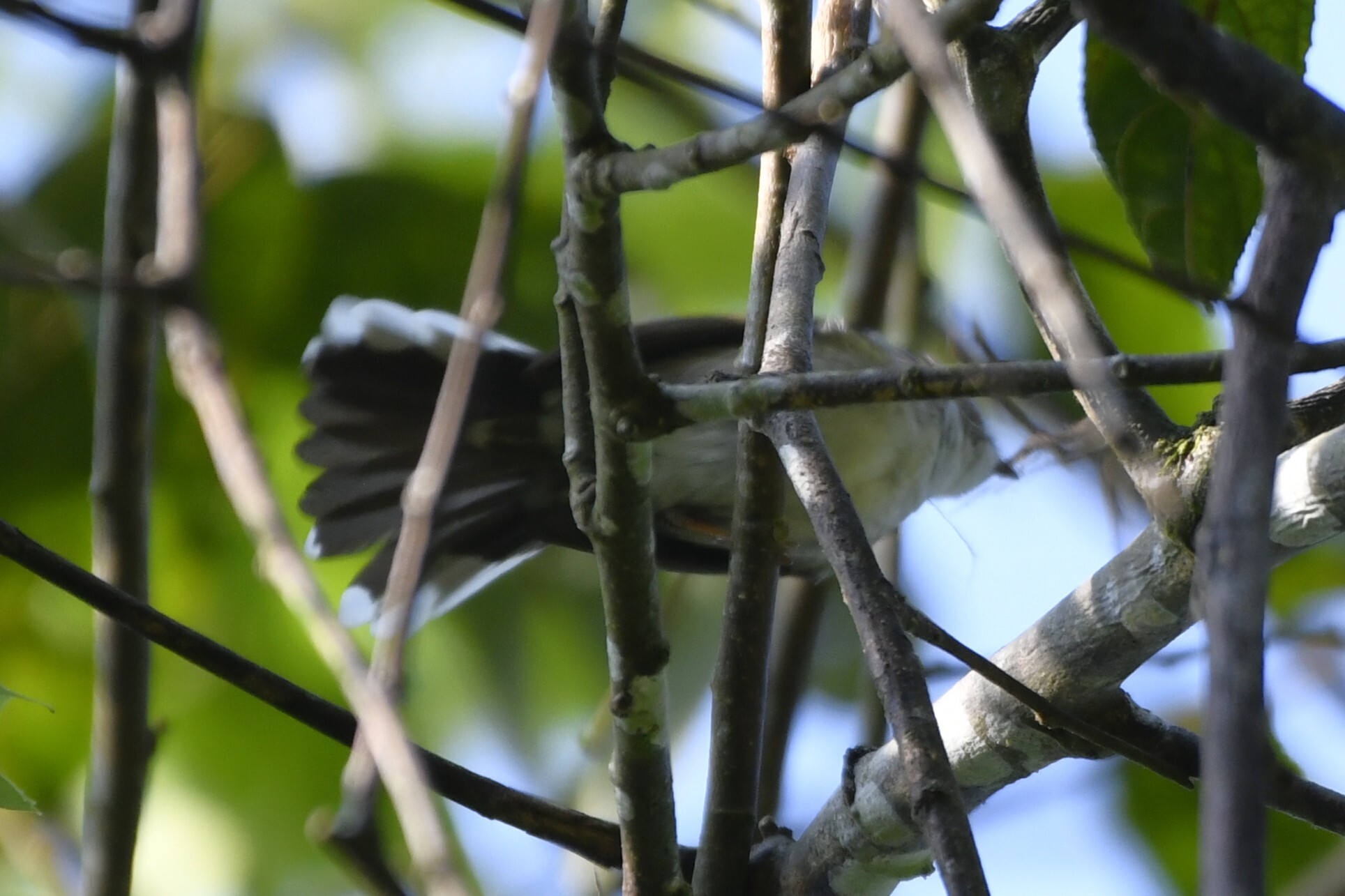 Striated Yuhina (Staphida castaniceps), photo 1
