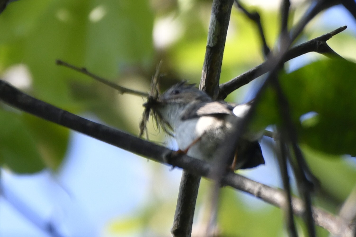 Striated Yuhina (Staphida castaniceps), photo 3