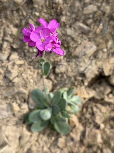 Arabis blepharophylla, photograph 4