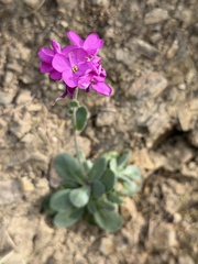 Arabis blepharophylla, photograph author not stated, no rights reserved