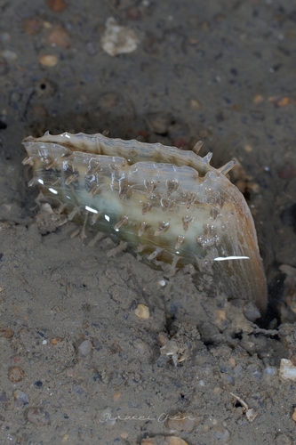 Pinna muricata observed 2026-03-24