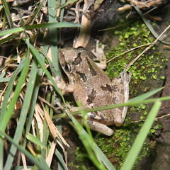 Scinax granulatus