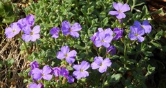 Aubrieta deltoidea