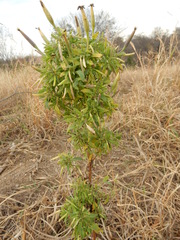 Porophyllum ruderale