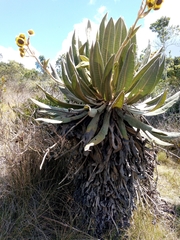 Espeletia occidentalis