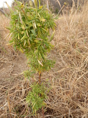 Porophyllum ruderale
