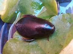 Megadytes glaucus