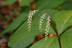Chloranthus oldhamii