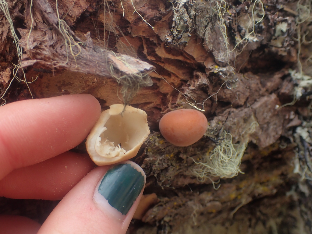 Cryptoporus volvatus · April 2026 · photo: © dgwdoesthings (iNaturalist, cc0)