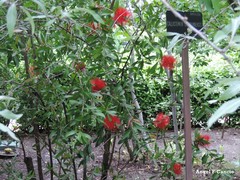 Melaleuca comboynensis