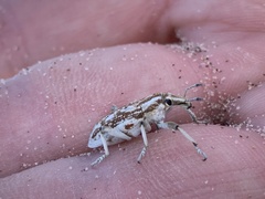 Apleurus albovestitus