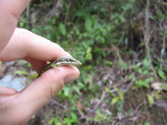 Anolis altitudinalis
