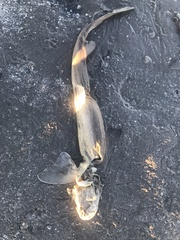 Mustelus