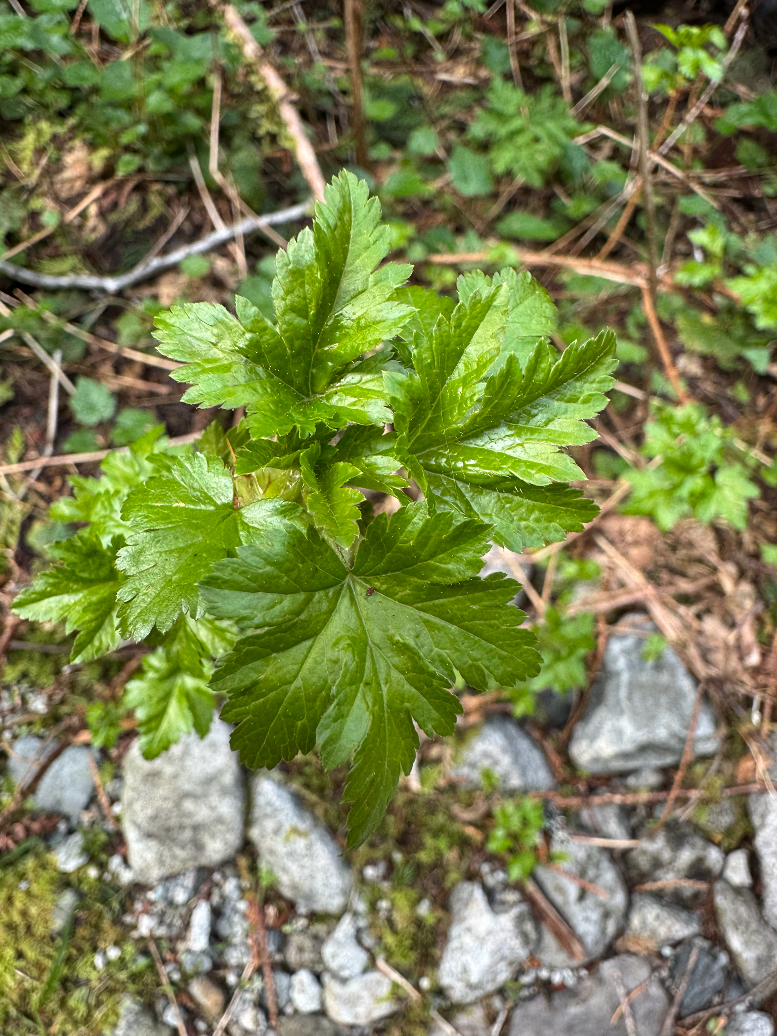 prickly currant (Ribes lacustre)