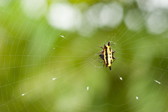 Gasteracantha taeniata