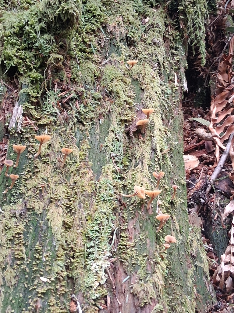 Lichenomphalia ericetorum · April 2026 · photo: © mrs_mushi (iNaturalist, cc-by)