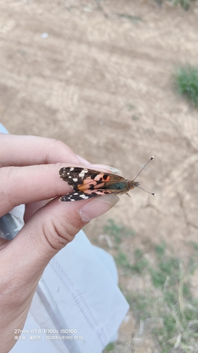 Painted Lady