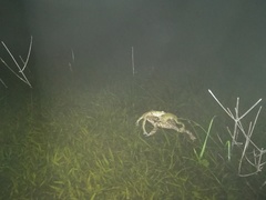 Bufotes viridis balearicus