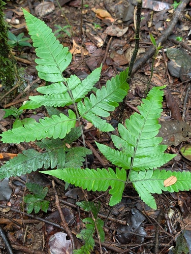 Triplophyllum observed 2026-04-16