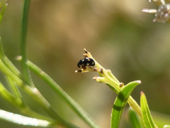 Brachiacantha groendali