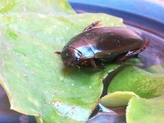 Megadytes glaucus