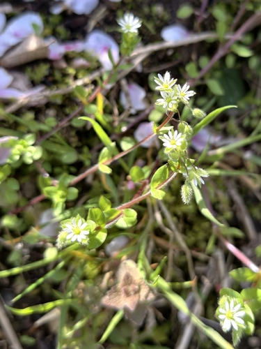 common chickweed