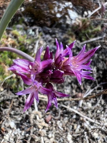 Abrams' allium (Allium abramsii)