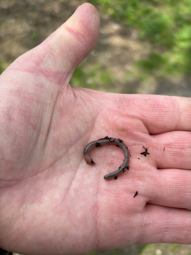 iNaturalist observation photo of Lumbricid Earthworms