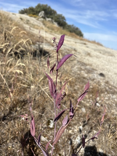 Streptanthus farnsworthianus, photograph 5