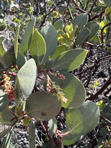 Arctostaphylos mewukka, photograph 2