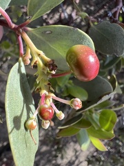 Arctostaphylos mewukka, photograph (c) Ryan Donnelly, some rights reserved (CC BY)