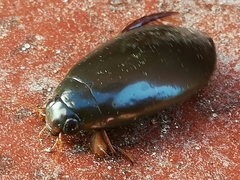 Megadytes glaucus