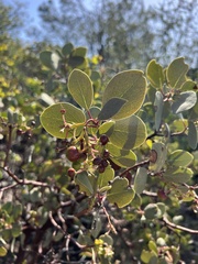 Arctostaphylos mewukka, photograph (c) Ryan Donnelly, some rights reserved (CC BY)