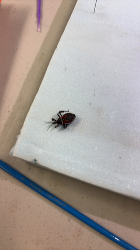 iNaturalist observation photo of California Bee Assassin
