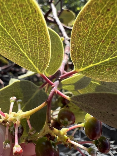 Arctostaphylos mewukka, photograph 5