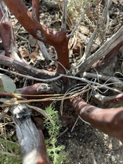 Arctostaphylos mewukka, photograph (c) Ryan Donnelly, some rights reserved (CC BY)