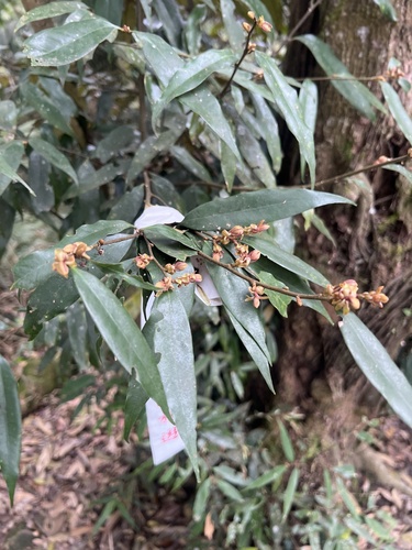 Castanopsis fargesii, photograph 2