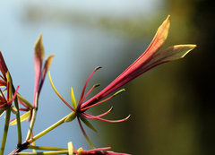 Euadenia eminens
