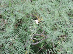 Corethrodendron multijugum