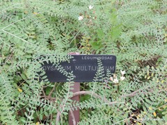 Corethrodendron multijugum