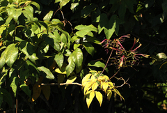 Euadenia eminens