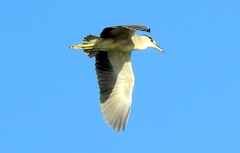 Nycticorax nycticorax