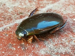 Megadytes glaucus