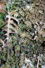Scapania undulata