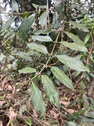 Lasianthus fordii, photograph 2